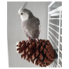 Back Zoo Nature Foraging Pine Cone