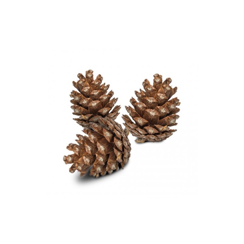 Back Zoo Nature Forest Pine Cones 6 pz.