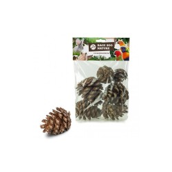 Back Zoo Nature Forest Pine Cones 6 pz.